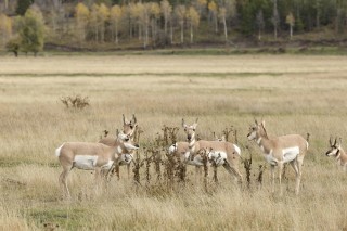 Yellowstone et Grand Teton National Park