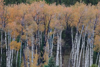 Yellowstone et Grand Teton National Park