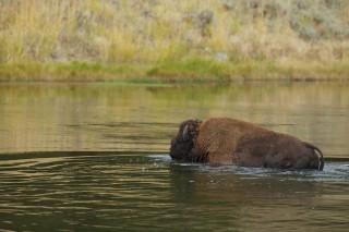 Yellowstone et Grand Teton National Park