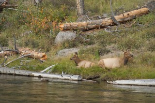 Yellowstone et Grand Teton National Park