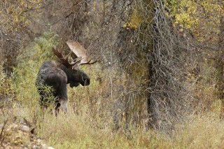 Yellowstone et Grand Teton National Park