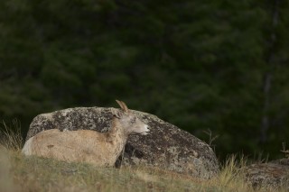 Yellowstone et Grand Teton National Park