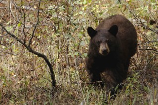 Yellowstone et Grand Teton National Park