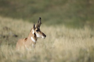 Yellowstone et Grand Teton National Park