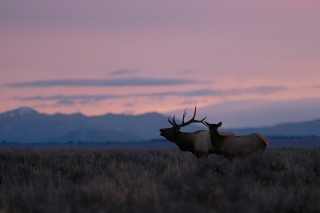 Yellowstone et Grand Teton National Park