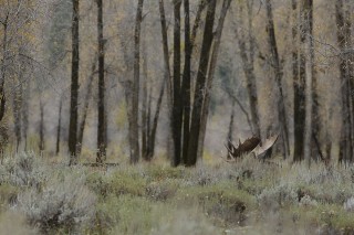 Yellowstone et Grand Teton National Park