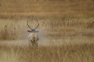 Yellowstone et Grand Teton National Park