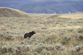 Yellowstone et Grand Teton National Park