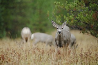 Yellowstone et Grand Teton National Park