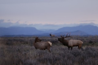 Yellowstone et Grand Teton National Park