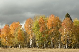 Yellowstone et Grand Teton National Park