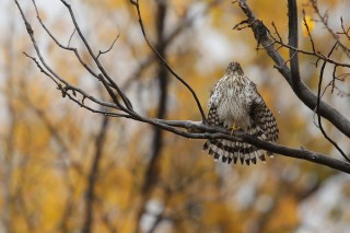 Yellowstone et Grand Teton National Park
