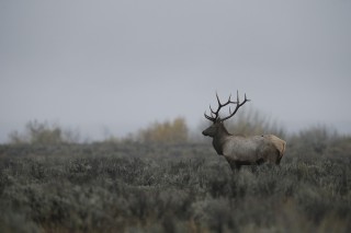 Yellowstone et Grand Teton National Park