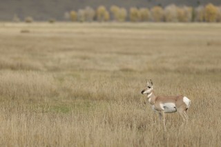 Yellowstone et Grand Teton National Park