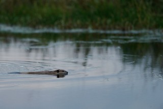Yellowstone et Grand Teton National Park