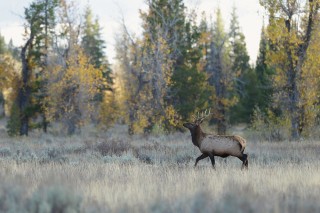 Yellowstone et Grand Teton National Park