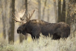 Yellowstone et Grand Teton National Park